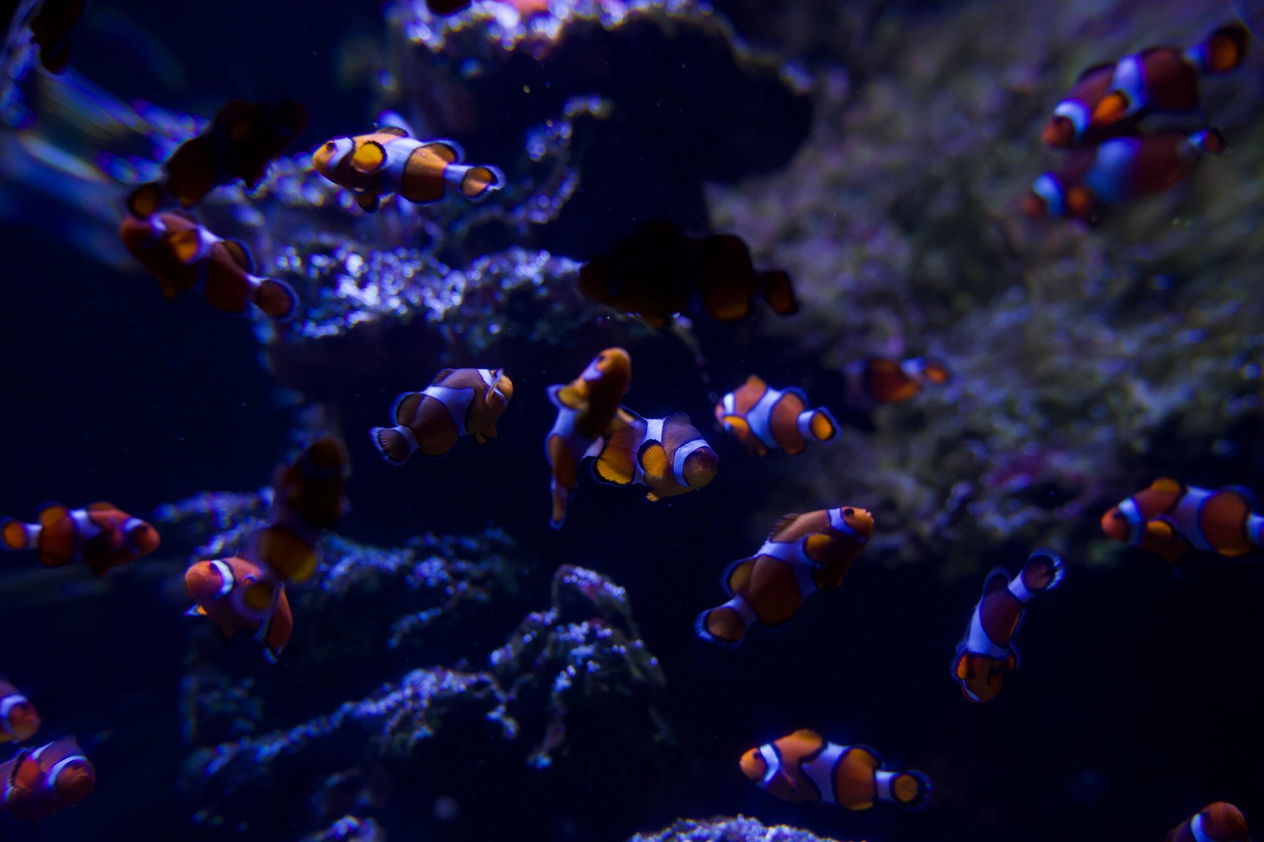 Aquarium Biarritz Aquarium Biarritz