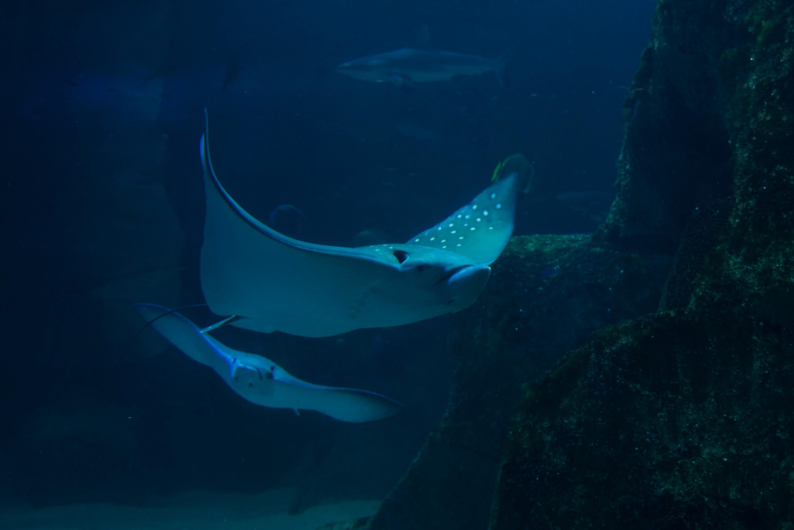 Aquarium Biarritz Aquarium Biarritz